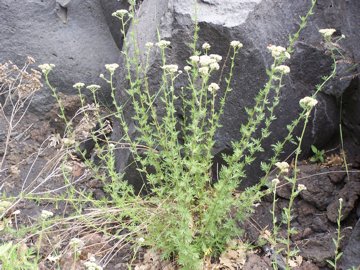 Achillea ligustica / Millefoglio ligure